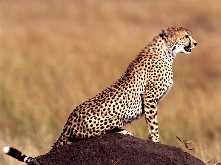 Çita ve hız