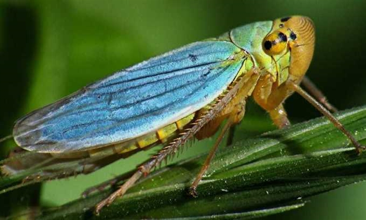 Ağustos Böcekleri Neden Sürekli Öter