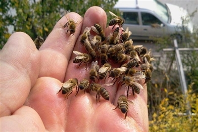 Arılar Neden Vızıldar
