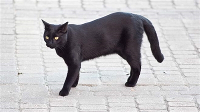 Kara Kedi Şanssızlığı